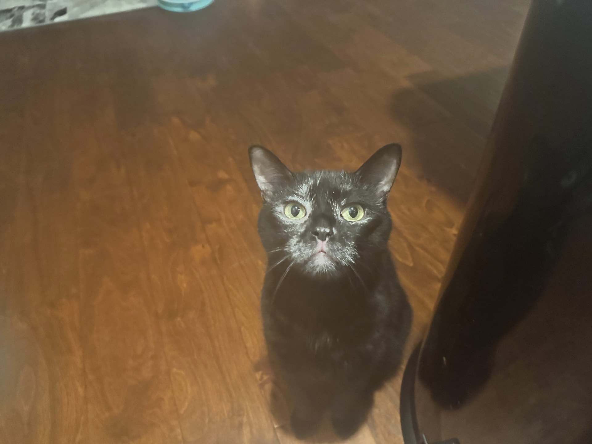Tripoli's black cat looking up at the camera